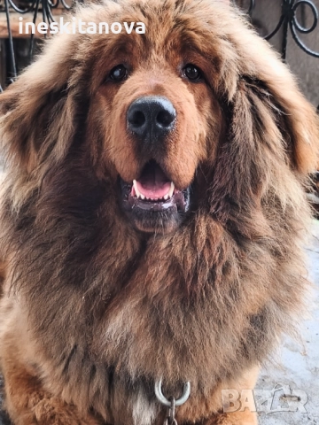 Тибетски - Мастиф 