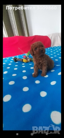 Той пудел , снимка 9 - Пудели - 52921627