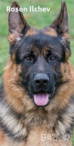 Хотел за кучета,зайци,гризачи ,птици и котки, снимка 14 - Ветеринари и услуги - 32793072