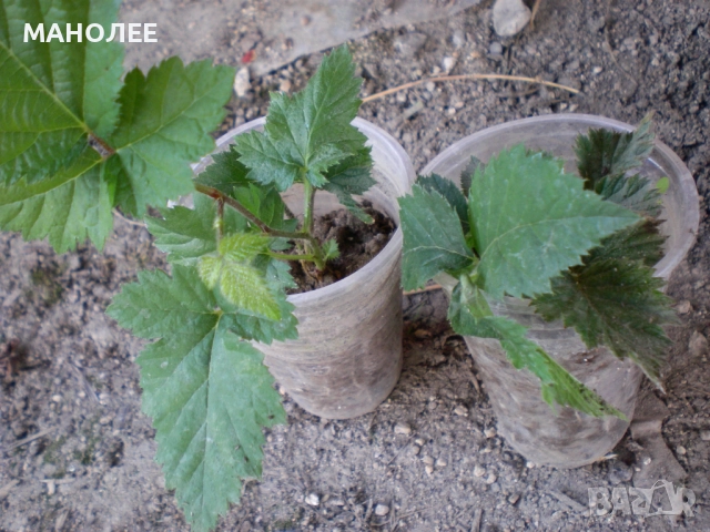 Къпини без бодли, снимка 3 - Градински цветя и растения - 52697476