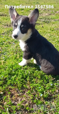 Трицветно кученце Уелско корги пембрук - мъжки