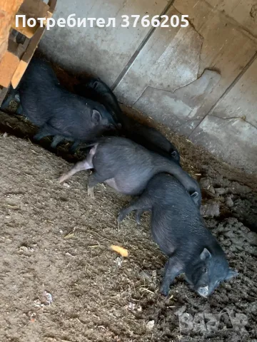 Виетнамски прасенца, снимка 1