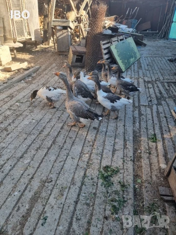 гъски фазан петли пуйки, снимка 3 - Патици и гъски - 51185883