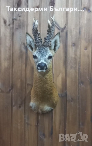 Трофей на сръндак , снимка 1