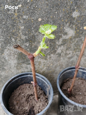 Резници на бяло десертно грозде Болгар, снимка 5 - Разсади - 53860433