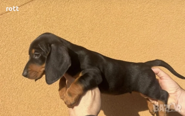 Дакел, снимка 5 - Дакели - 52740485