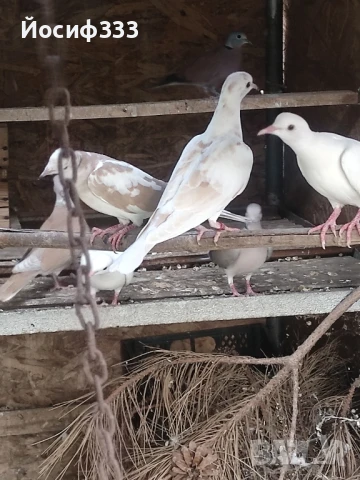 Продавам гугутки различни цветове , снимка 1