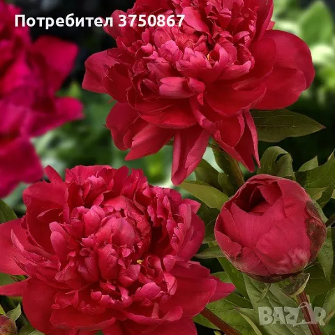 💓💞💓 БОЖУР - КРАЛЯТ НА ЦВЕТЯТА , снимка 2 - Градински цветя и растения - 49024503