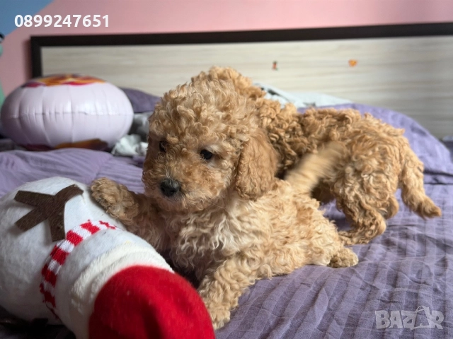 Той пуделчета, снимка 8 - Пудели - 52776156