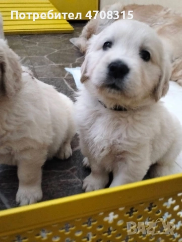 Голдън ретривър момче чистокръвно момченце, снимка 3 - Голдън ретривър - 53221846