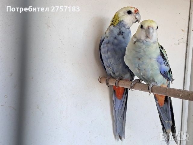 продавам чифт жълтоглава розела