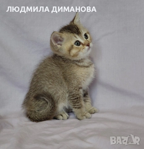 Шотландско мъжко златна чинчила , снимка 4 - Британска късокосместа - 53580083