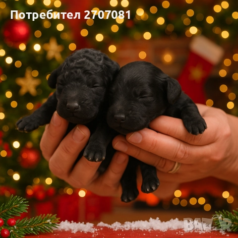 Черни мини пуделчета, снимка 4 - Пудели - 52653411