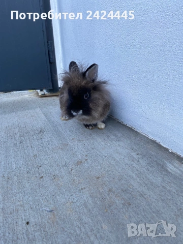 Декоративно зайче