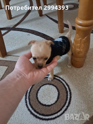 Подарявам малко куче, снимка 3 - Други - 52940584