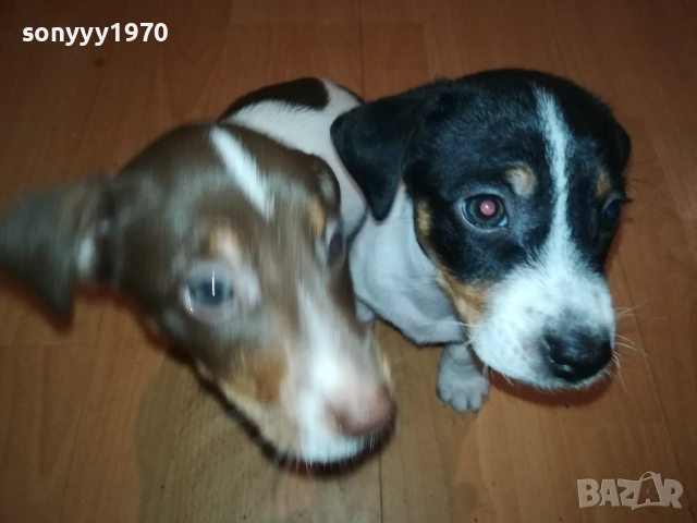 ДЖАК РЪСЕЛ С ПАСПОРТ И ВАКСИНА 1210252135, снимка 3 - Джак ръсел териер - 52031090