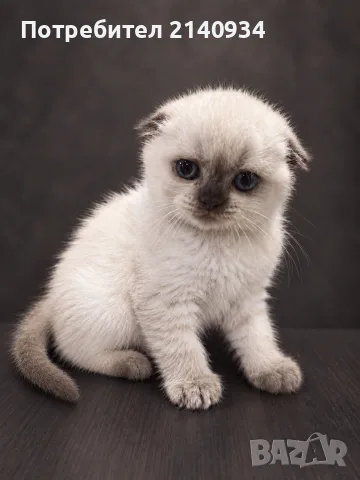 Шотландска клепоуха котка Blue Point. Scottish fold