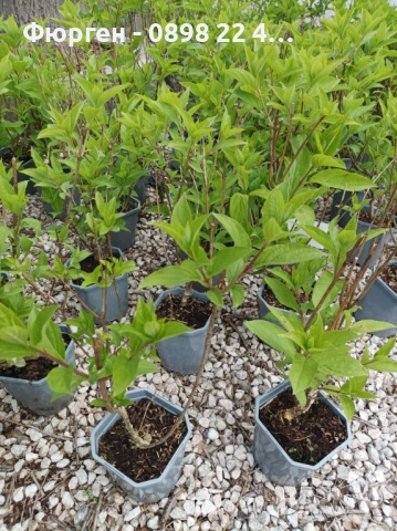 Хортензия паникулата Limelight, снимка 3 - Разсади - 51746749