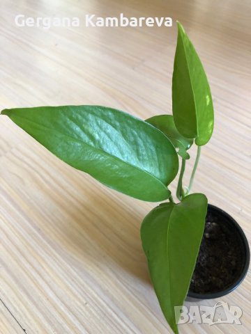 Епипремнум pinnatum , снимка 2 - Стайни растения - 41884669