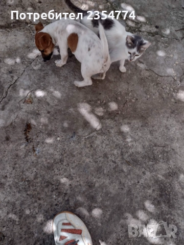 джак рьсел, снимка 2 - Джак ръсел териер - 52381723