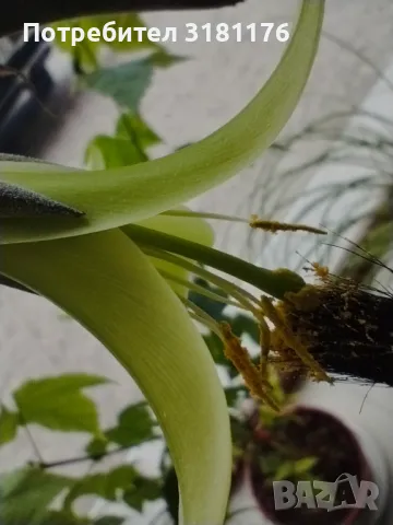 Продавам Пуя Мирабилис, снимка 2 - Стайни растения - 40979038