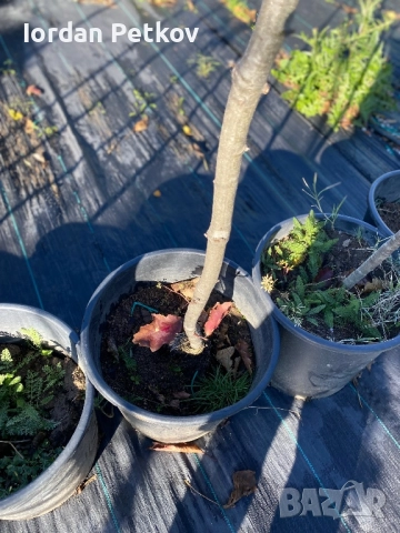 Червен Американски дъб, снимка 4 - Градински цветя и растения - 52656412