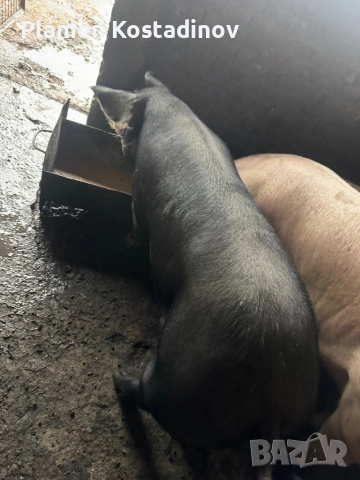 Прасета за клане