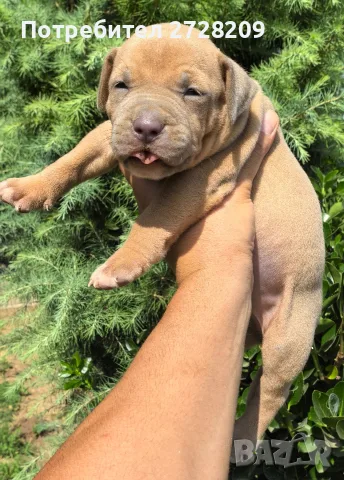 Американско Були Хл/American Bully XL , снимка 11 - Питбул - 55891222