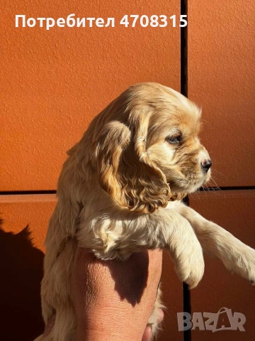 Кокер шпаньол момченце родословен баща