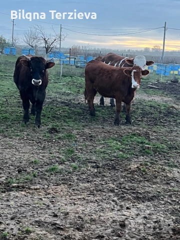 Продавам телета, снимка 3 - Крави - 52553918