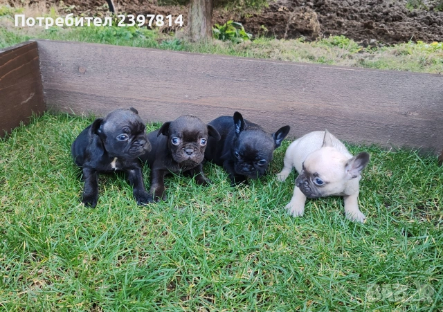 Френски булдог , снимка 12 - Френски булдог - 53832556