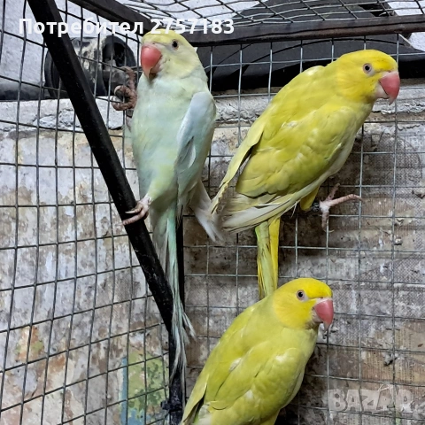 продавам малак александар