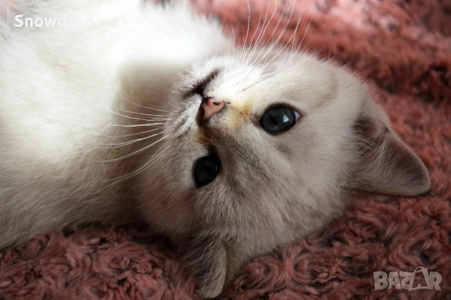 Сребърни чинчили, снимка 6 - Британска късокосместа - 52676106