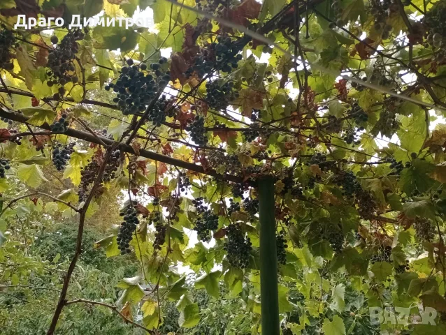 Продавам тъмно грозде,подходящо само за червено вино,обирате го цялото по асмите за 30  всичкото.