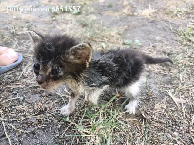 СПЕШНО! Котета търсят приемен или постоянен дом