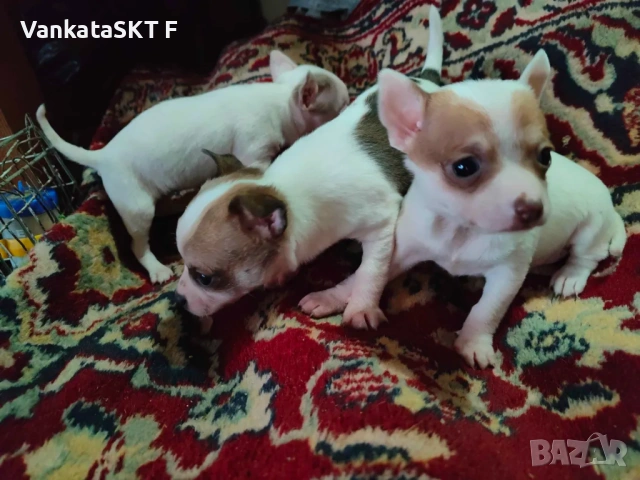 Пинчерчета, снимка 2 - Пинчер - 53647253