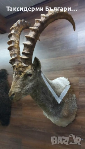 Трофей на козирог