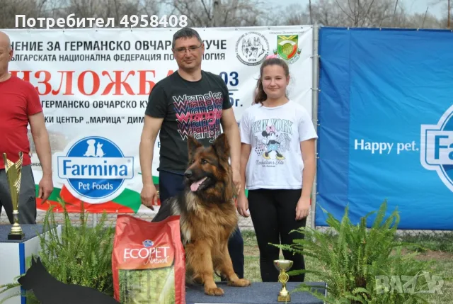 Продават се елитни малки старо немски овчарки ( с дълъг косъм) 2 момичета и 2 момчета.С родословие , снимка 4 - Немска овчарка - 56208395