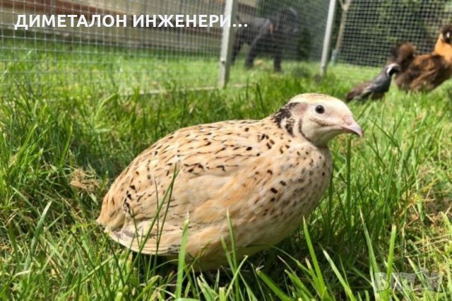 Яйца от пъдпъдъци оплодени и консумация/пъдпъдъчи яйца/пъдпъдъци носачки , клетки и люпене, снимка 7 - други­ - 31109518