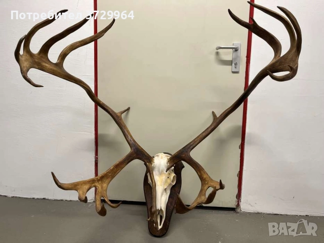 Огромен трофей от карибу - Северен Елен
