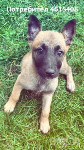 Малиноа - мъжки, снимка 1