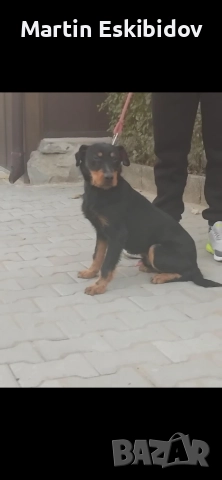 Продавам Куче ягдтериер