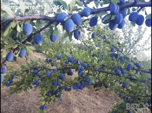 Сливи-Стенлей…., снимка 3 - Домашни продукти - 55775675