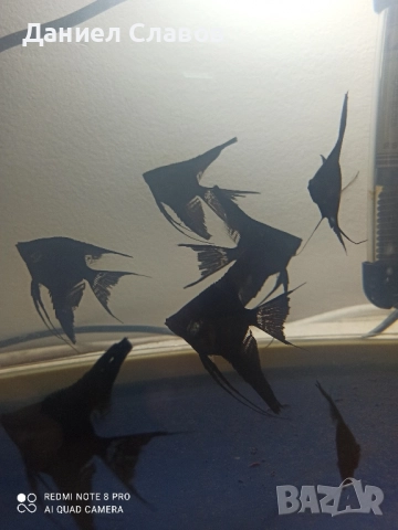 Черни воални скаларии , снимка 3 - Рибки - 52035181