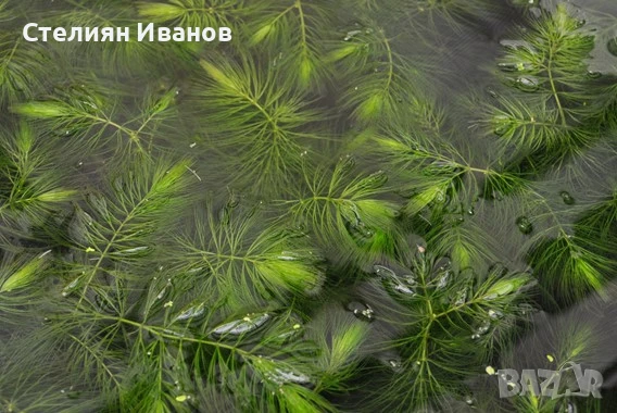 Роголистник (Ceratophyllum demersum), снимка 2 - Градински цветя и растения - 51183355