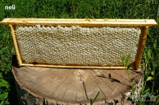 100% Чист пчелен мед от производител Горски букет!, снимка 10 - Пчелни продукти - 28929399
