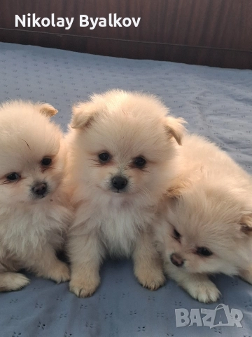 продавам кученца шпиц померан всичко им е дадено пасти за обезпаразитяването ,ваксина , паспорти , снимка 5 - Други животни - 52910546