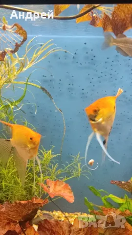 Скаларий, снимка 2 - Рибки - 49664546