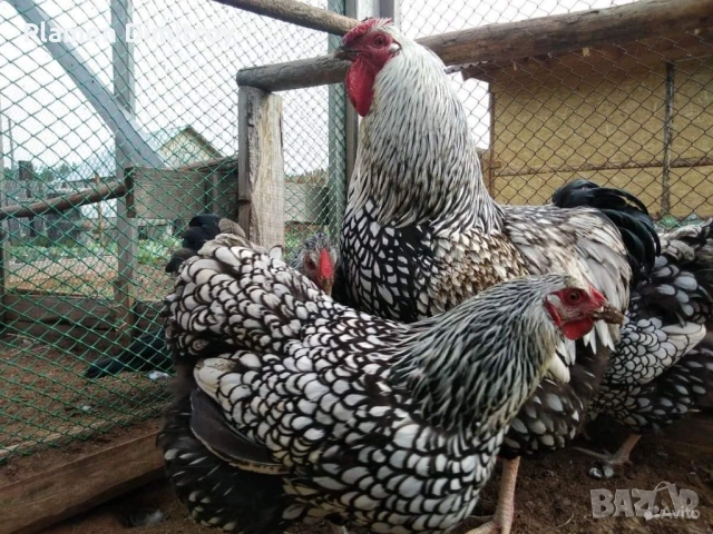 Виандот Сребърен оплодени яйца , снимка 6 - други­ - 53828757