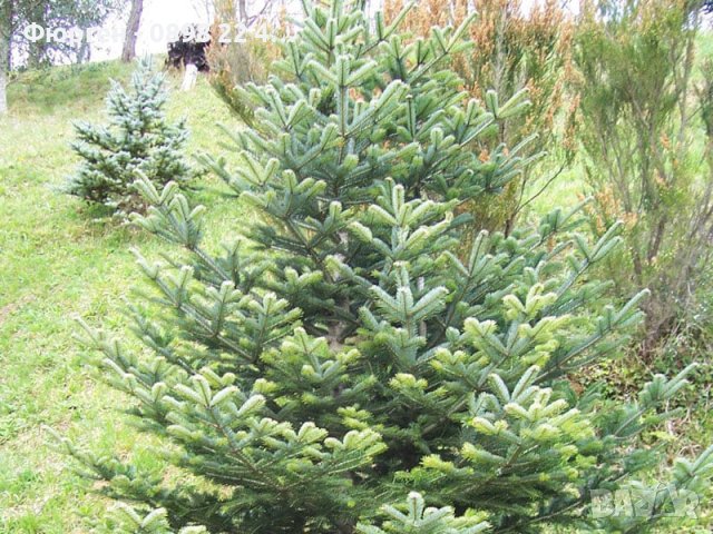 Ела Българска , бор , смърч , бял бор и мура, снимка 10 - Градински цветя и растения - 40955092